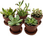 Mini Succulent Collection - Fairy Gardens/Terrarium - 5 Plants 1" pots + Saucers