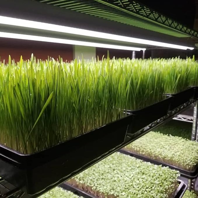 Active Grow Integrated Strip T5 4FT LED Grow Light - T5 Grow Lights for Indoor Plants, Flowers, Fruit, Veg, Bloom & Tropical Plants - 22W - Red Bloom Pro Full Spectrum - Linkable - 120-277V - 2-Pack