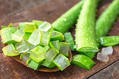 Aloe Vera Plant Live, Live Aloe Vera Plant Indoor, 4 Inc Potted, Succullent Plant Live for Gardening