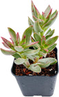 Live Succulent Crassula rubricaulis 'Candy Cane', Approx 2-inch Large, Potted Succulents, Fully Rooted, Easy Care House Plants