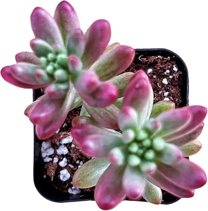 Sprout N Green Sedum Rubrotinctum 'Roseum', Mini Live Succulent Fully Rooted in 2 inch Starter Pot, House Plant for Indoor Outdoor Home Office Wedding Decoration Party Favor
