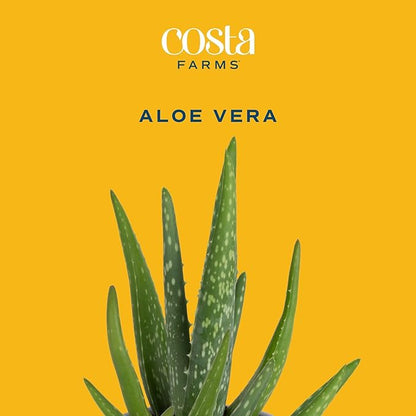 Costa Farms Aloe Vera Live Plants in Plastic Pots, Easy to Maintain, Air Purifying Indoor Succulent Houseplants, Home or Room Decor, House Warming or Birthday Gift, 12-18 Inches Tall, Pack of 2