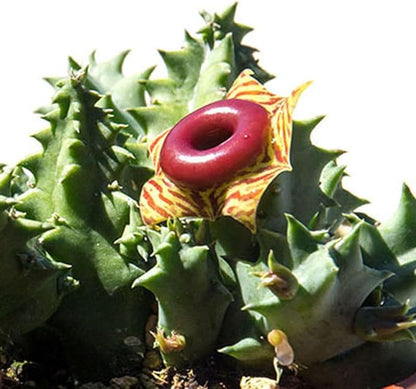 Lifesaver Zebrina Starfish Cactus Cactus Plant, Trailing Cactus Succulent Well Rooted in 2" Pot Ornamental Houseplant for Hanging Basket