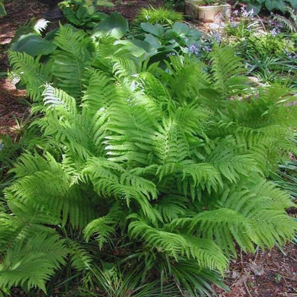 20 Ostrich Fern Rhizomes/Roots - Matteuccia struthiopteris - (20 Pack)