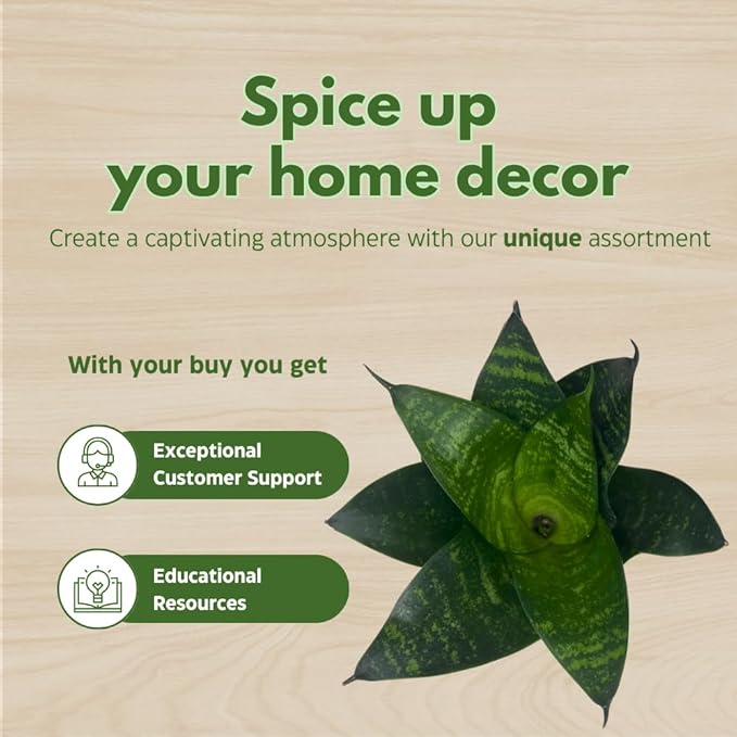 BubbleBlooms Sansevieria Trifasciata Assortment 3 Different Dwarf Rosette-Shaped Snake Plants in 2 inch pots