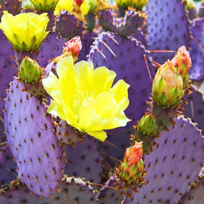 Purple Prickly Pear Cactus Live Plant, in 3 Inch Pot, Prickly Cactus Plant, Colorful Succulent for Garden and Containers