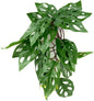 Reptile Plants for Terrarium, Amphibian Habitat Decor Artificial Hanging Plants with Suction Cup - Fake Swiss Cheese Plants Monstera Adansonii