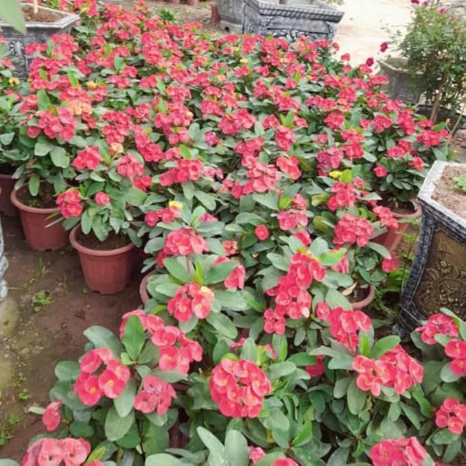 Hardy Crown of Thorn Live Plant, Colorful Large Bloom Salmon Euphorbia Milii Tree, 1 Year Old Plant, 5-10 Inches in Tall, No Pot, Indoor Outdoor Décor Succulent Cactus