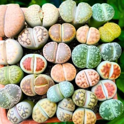 Set 20 Mix Lithops Succulents Plants Live Bulks, Corlorful Living Stones Lithops Live Plants, Beautiful Lithops Living Stones to Grow, Lithop Succulents Cactus Lithop Seedlings