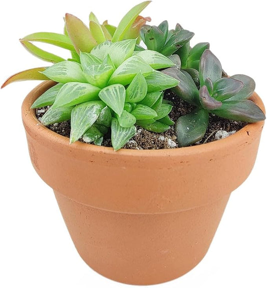 Live Succulents Plant in 6" Terracotta Planter, Succulent Arrangement Decor Ideas