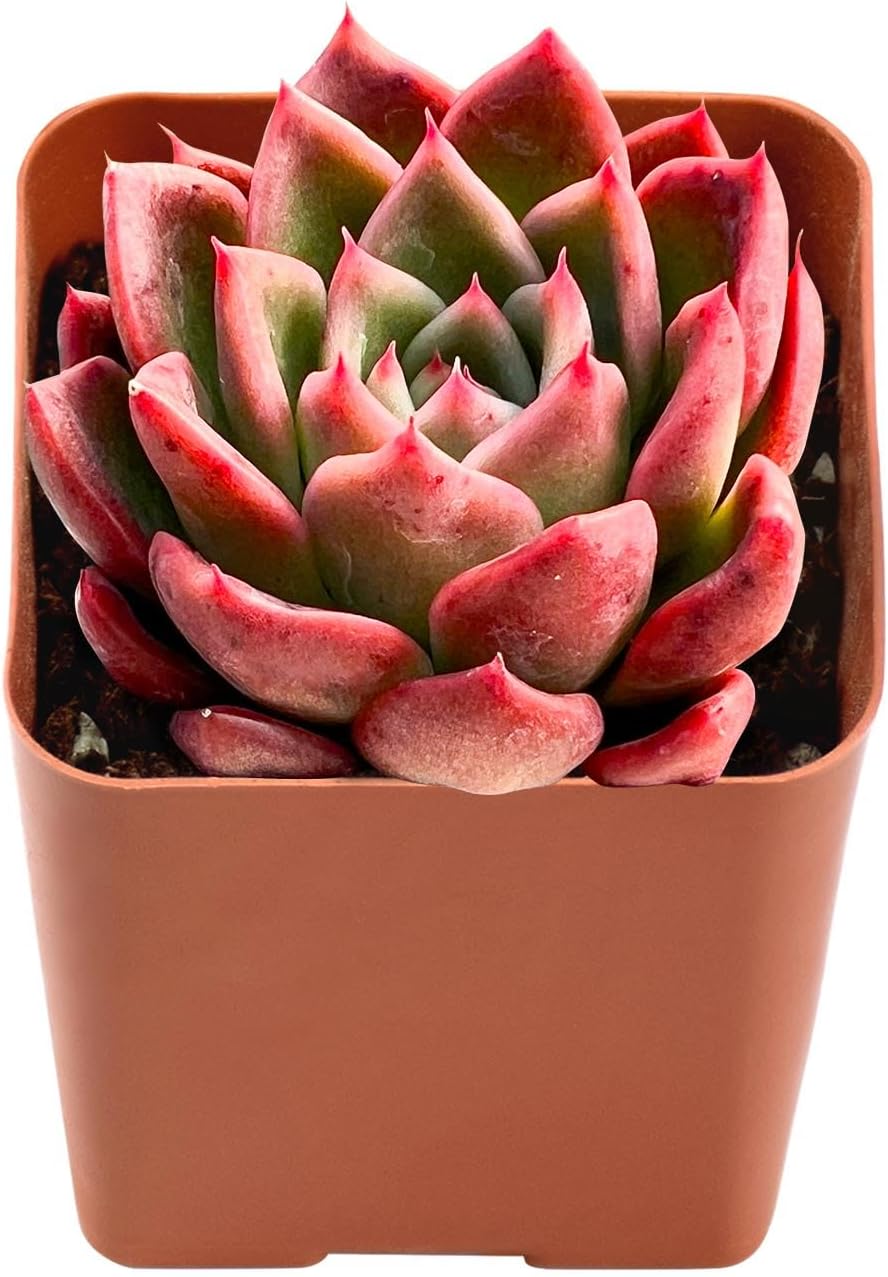 Live Succulent Echeveria Agavoides 'Calistos', Approx 2-inch Large, Potted Succulents, Fully Rooted, Easy Care House Plants