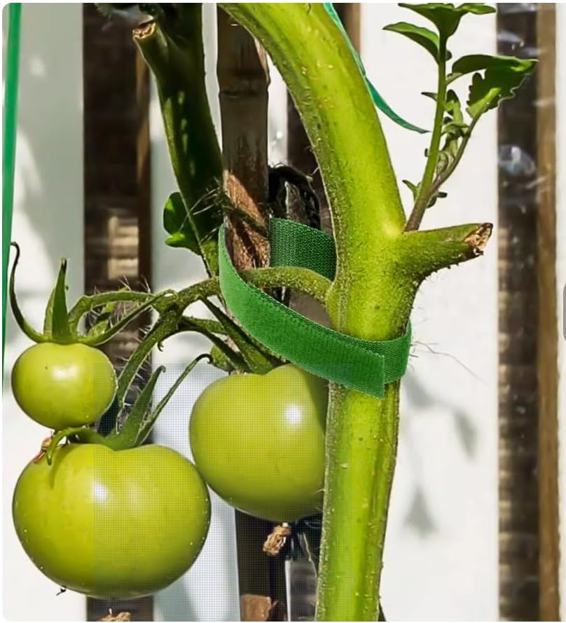 Garden Plants Tape Ties for Climbing Stakes Grafting Clips Support(143 Feet X1/3 Inch Green)