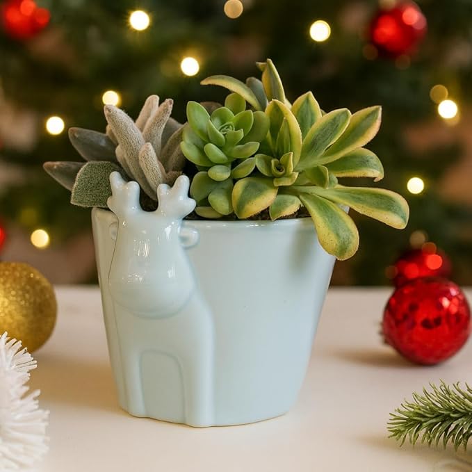 Live Succulents Plant in 4" Mint Reindeer Head Ceramic Pot Ideas 2025, for Plant Lover, Gifts for Dad, Boyfriend, Grandfather