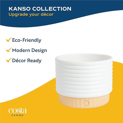 Costa Farms Live Succulent, Easy to Grow Haworthia Plant in Planter Pot, Succulent Houseplant in Potting Soil, Indoors Garden Gift, Cacti Room Décor and Home Décor, 4-Inches Tall