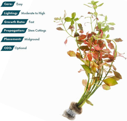 Live Plants – Ludwigia Ovalis – Moderate to High Light, Green to Orange, Midground Accent – Lead Bunch, 4 Pack