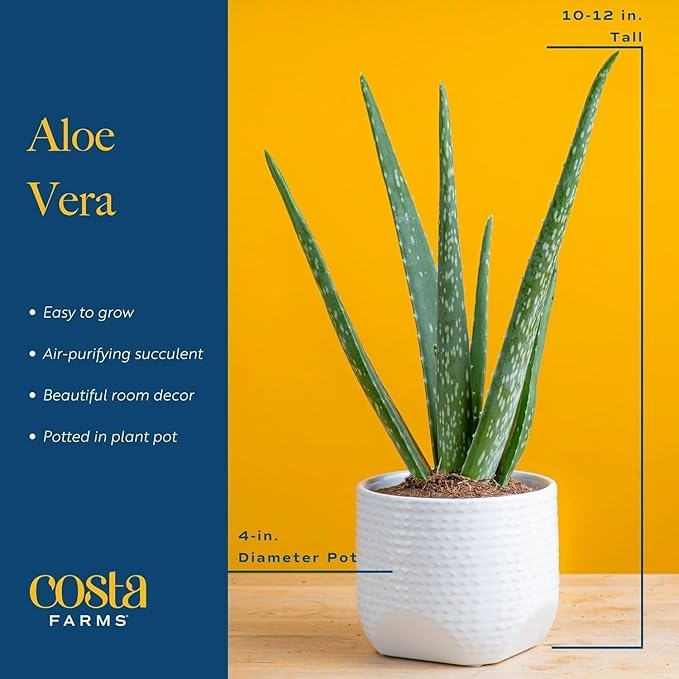 Costa Farms Aloe Vera Live Plants in Plastic Pots, Easy to Maintain, Air Purifying Indoor Succulent Houseplants, Home or Room Decor, House Warming or Birthday Gift, 12-18 Inches Tall, Pack of 2