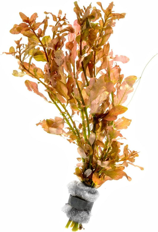 Live Aquarium Stem Plants - Freshwater Aquatic Plant for Fish Tanks, Aquascaping - (Needle Leaf Ludwigia Arcuata, 1 Bunch)