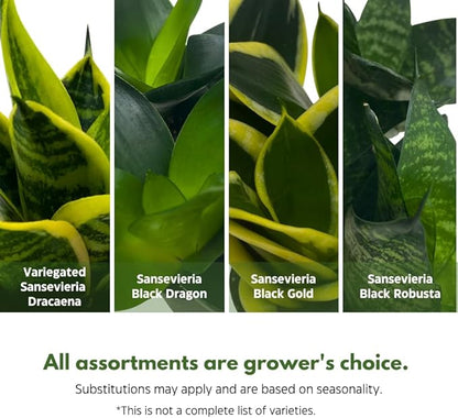 BubbleBlooms Sansevieria Trifasciata Assortment 3 Different Dwarf Rosette-Shaped Snake Plants in 2 inch pots