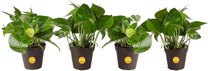 Costa Farms Pothos Live Plants, Devil's Ivy in Plastic Pots, Easy to Maintain, Air Purifying Indoor Houseplants, Home, Room, or Office Decor, House Warming Gift, 8-12 Inches Tall, Pack of 4