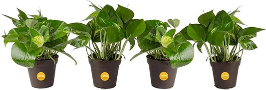 Costa Farms Pothos Live Plants, Devil's Ivy in Plastic Pots, Easy to Maintain, Air Purifying Indoor Houseplants, Home, Room, or Office Decor, House Warming Gift, 8-12 Inches Tall, Pack of 4
