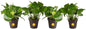 Costa Farms Pothos Live Plants, Devil's Ivy in Plastic Pots, Easy to Maintain, Air Purifying Indoor Houseplants, Home, Room, or Office Decor, House Warming Gift, 8-12 Inches Tall, Pack of 4