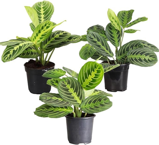 Thorsen's Greenhouse Lemon Lime Prayer Plant, Live Indoor Plant, Pet Friendly, Attractive Houseplant, Lemon Maranta, Natural Air Purifier, Easy to Grow, 4" Diameter Pot (3 Pack Nursery Pots)