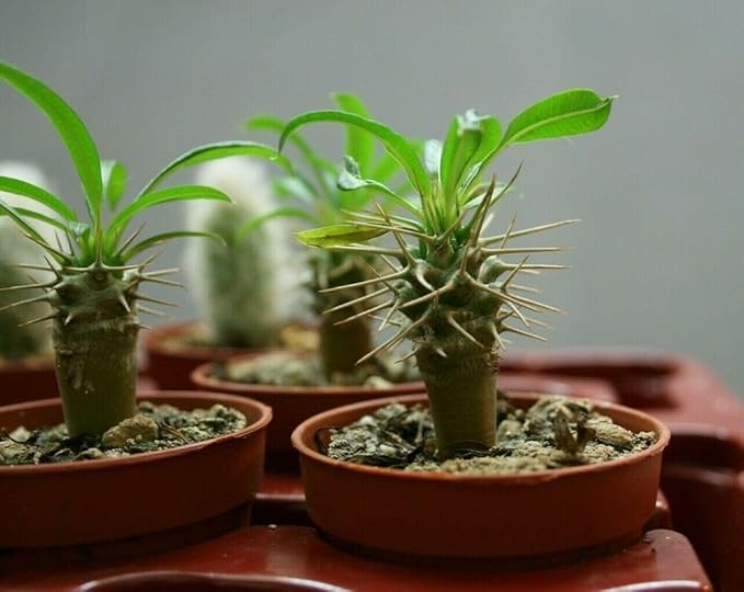 Gardenera Madagascar Palm Potting Mix - Unlock Robust Growth and Striking Form with Our High-Performance Formula - 20 Quart