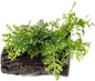 Live Planted Decor - Mini Bolbitis on Driftwood - Foreground to Midground Epiphytic Fern for Aquascaping, Aquarium Decor - Small