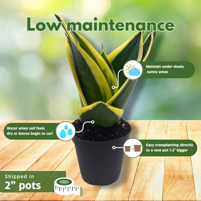 BubbleBlooms Sansevieria Trifasciata Assortment 3 Different Dwarf Rosette-Shaped Snake Plants in 2 inch pots