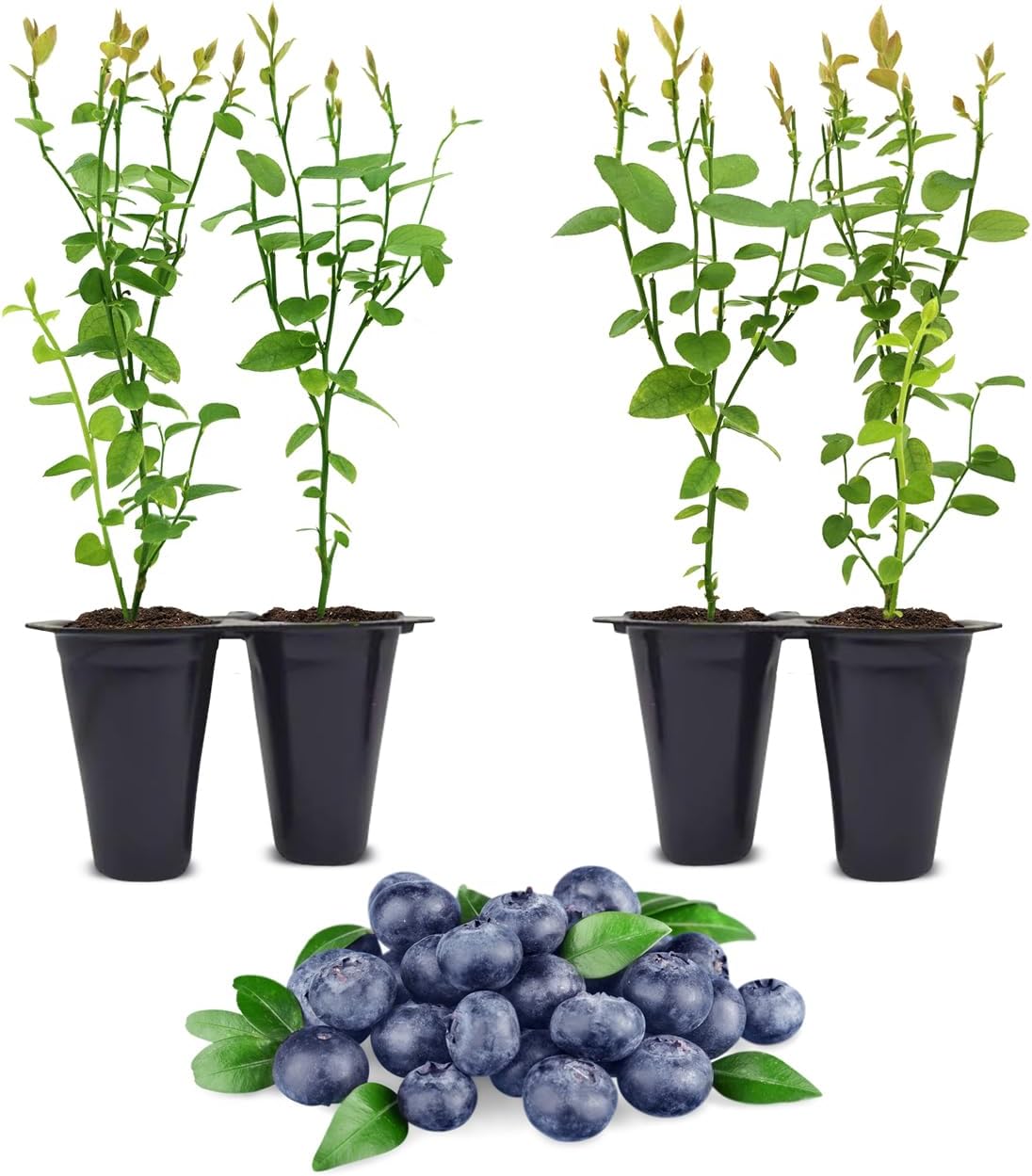 Pink Lemonade Blueberry (Jewel)