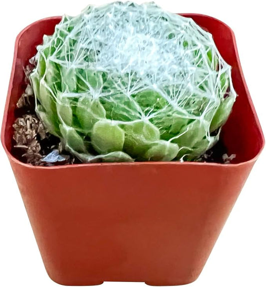 Sprout N Green Sempervivum arachnoideum, Live Succulent Fully Rooted in 2 inch Starter Pot, House Plant for Indoor Outdoor Home Office Wedding Decoration Party Favor