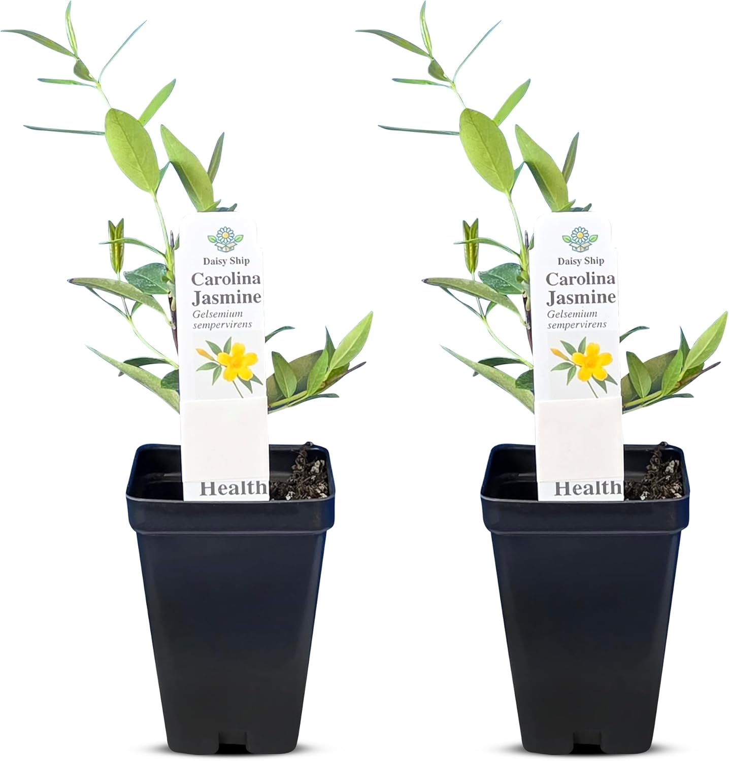 Carolina Jasmine Plant, Live Evergreen Vine, Fragrant Yellow Blooms, Fast Growing Climber for Trellis, Fences, or Arbors - Gelsemium sempervirens - 2 Cups