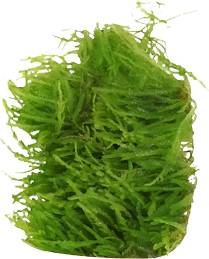 Live Aquarium Weeping Moss Vesicularia Ferriei - Long Lasting & Easy to Maintain - Improve Water Quality - Stunning Appearance