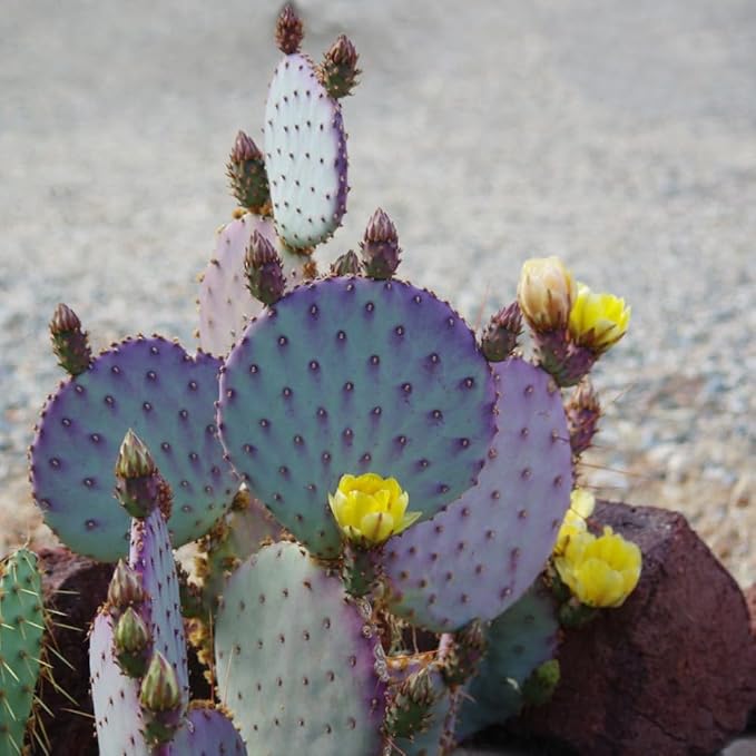 Prickly Pear Cactus Plants Live, 3.5 Inch Pot Purple Prickly Pear Cactus Plant, Hardy Perennial Succulents Plant