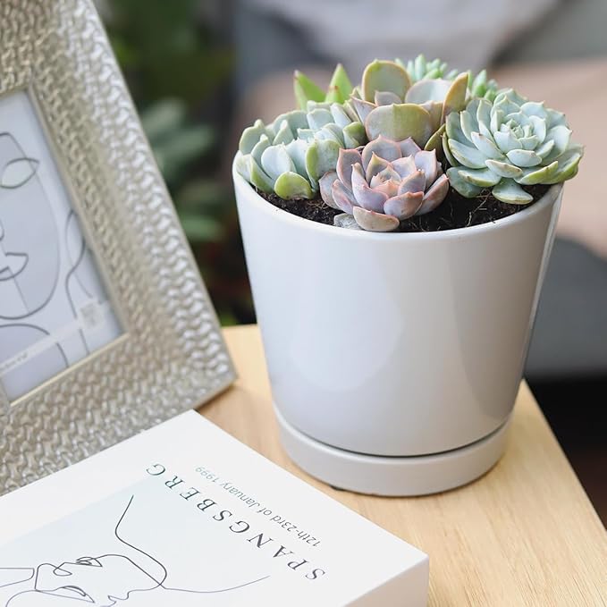Live Succulents Plant in 6" Grey Minimalist Planter, Perfect Succulent Arrangement for Any Décor