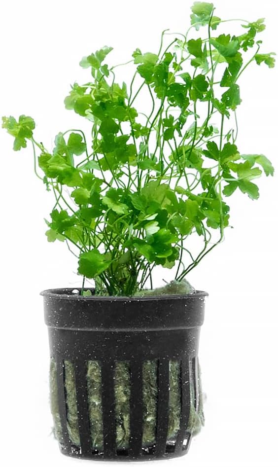 Live Aquarium Stem Plants - Freshwater Aquatic Plant for Fish Tanks, Aquascaping - (Cyperus Helferi, 4 Bunches)