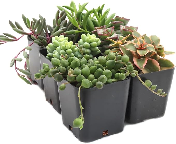 Mountain Crest Gardens Trailing & Strings Succulent Pack - 6 Live Plants in 2 Inch Pots - Real Succulents for Hanging Planters, Home Decor, and DIY Arrangements