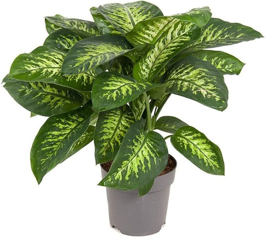 Gardenera Premium Dumb Cane Potting Soil Mix - Ideal Blend for Growing Robust and Healthy Dumb Cane Plants - 4 Quart
