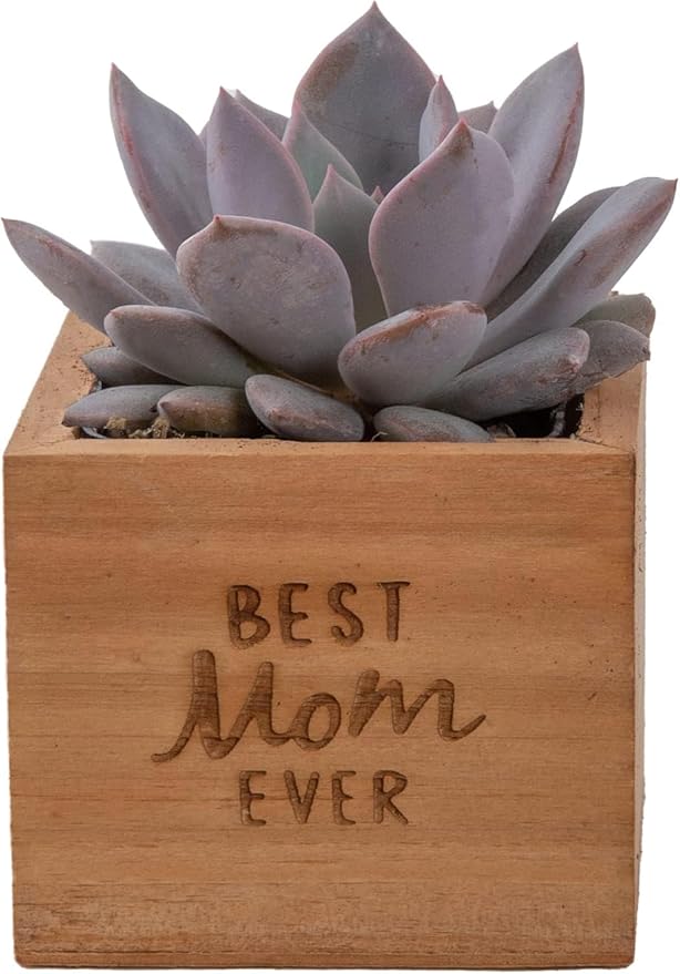 Costa Farms Echeveria, Mini Succulent Plant in Best Mom Ever Wood Decor Planter, Live Indoor Houseplant in Cute Cactus Decor, Housewarming, Birthday Gift