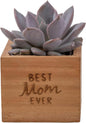 Costa Farms Echeveria, Mini Succulent Plant in Best Mom Ever Wood Decor Planter, Live Indoor Houseplant in Cute Cactus Decor, Housewarming, Birthday Gift