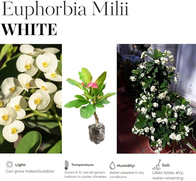 Hardy Crown of Thorn Live Plant, White Euphorbia Milii Tree, 1 Year Old Plant, 5-10 Inches in Tall, No Pot, Indoor Outdoor Décor Succulent Cactus