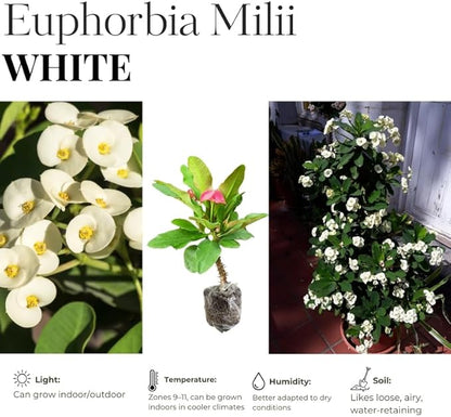 Hardy Crown of Thorn Live Plant, White Euphorbia Milii Tree, 1 Year Old Plant, 5-10 Inches in Tall, No Pot, Indoor Outdoor Décor Succulent Cactus