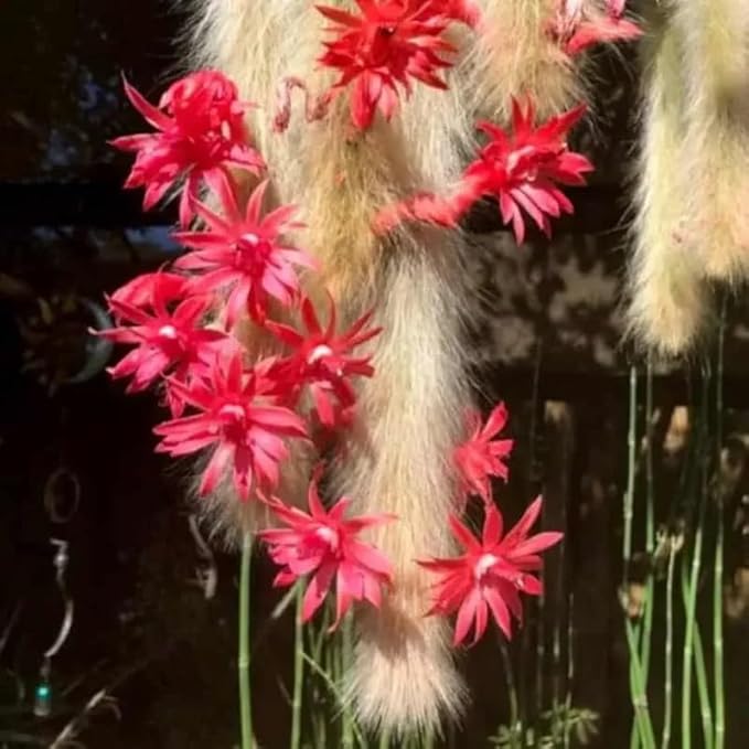 Monkey Tail Cactus Live Succulent, Hanging Trailing Cactus Plant 5-7 Inch Bareroot, No Pot Included