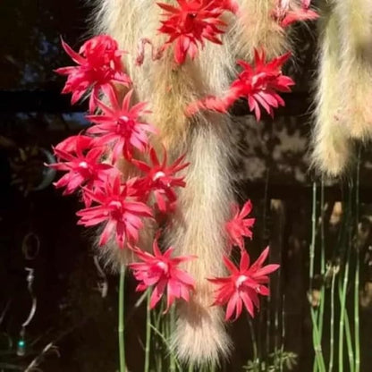 Trailing Monkey Tail Cactus Live Plant, Rare Hanging Cactus Succulent, 5-8 Inch Tall Well-Rooted Bareroot