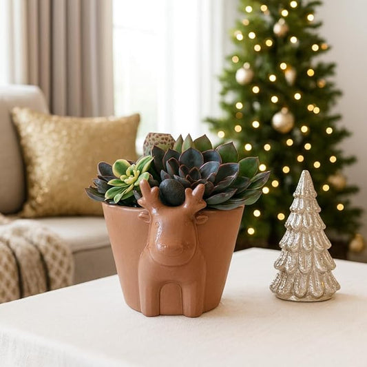 Live Succulents Plant in 6" Mocha Reindeer Head Ceramic Pot, Holiday Gifts Ideas 2025, Gift for Plant Lover, Xmas Decoration Items
