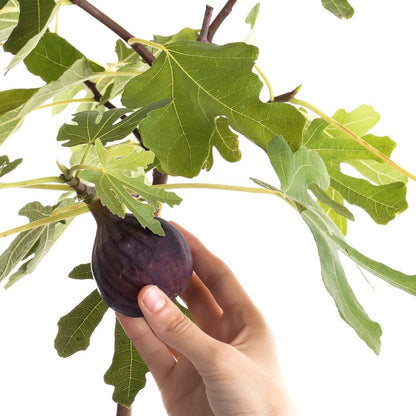 Perfect Plants Black Mission Fig Tree Live Plant, 3 Gallon, Includes Care Guide