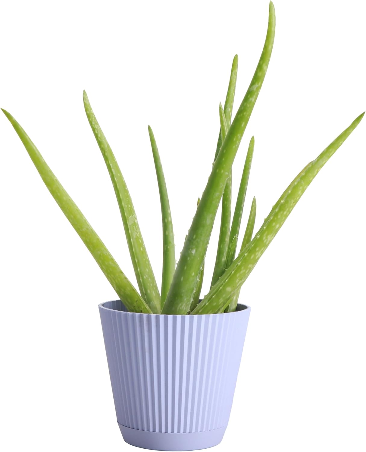 Thorsen's Greenhouse Aloe Vera, Live Indoor Plant, Aloe barbadensis, Easy to Grow, Succulent, Natural Air Purifier, 4" Diameter Pot (Lavender)