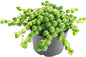 Live Succulent String of Pearls, Approx 2-inch Large, Potted Succulents, Fully Rooted, Easy Care House Plants