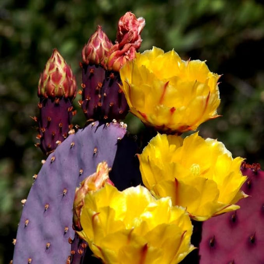 Prickly Pear Cactus Plants Live, 3.5 Inch Pot Purple Prickly Pear Cactus Plant, Hardy Perennial Succulents Plant