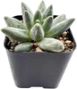 Sprout N Green Pachyphytum compactum, 1 Live Succulent Plant Fully Rooted in 2" Pots with Soil Mix, Real House Plant for Indoor Outdoor Home Office Wedding Decoration Party Favor